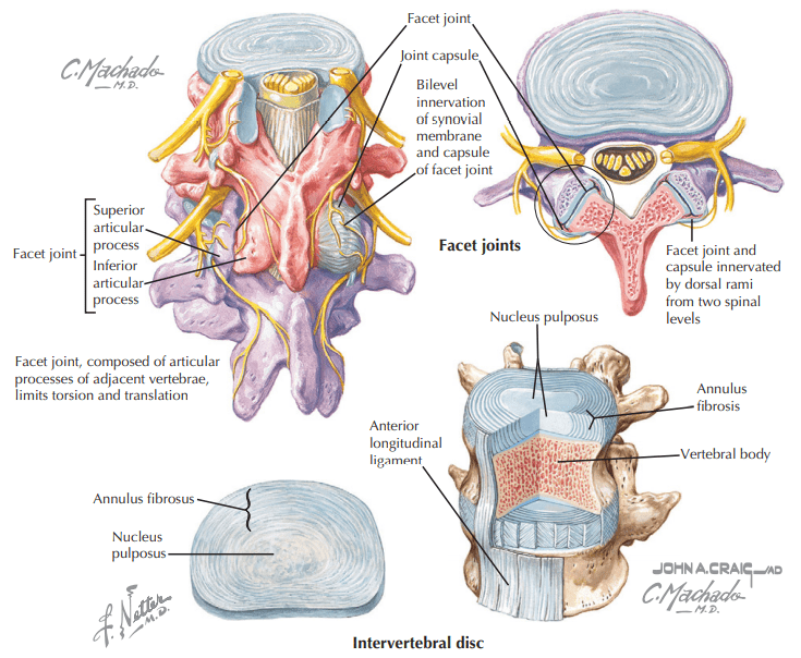 Facet syndrome anatomy low back pain by the Fredericksburg chiropractor.