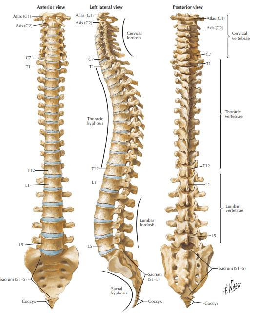 Chiropractor Fredericksburg. Normal curves of the spine as illustrated by Netter. Best pillow to maintain cervical lordosis.