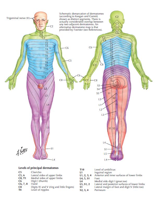 A schema of different dermatomal maps of the body where nerve root injury shows up as sensory changes.