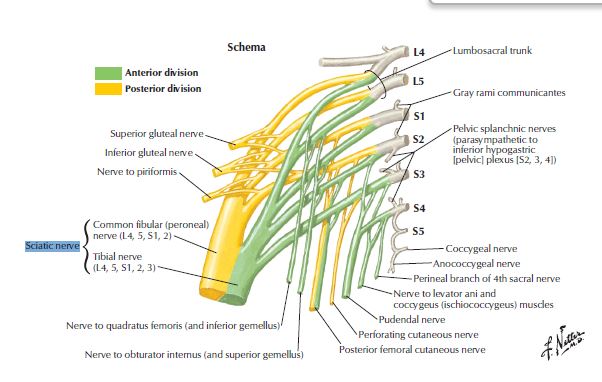 Converging nerve roots that form the sciatic nerve.