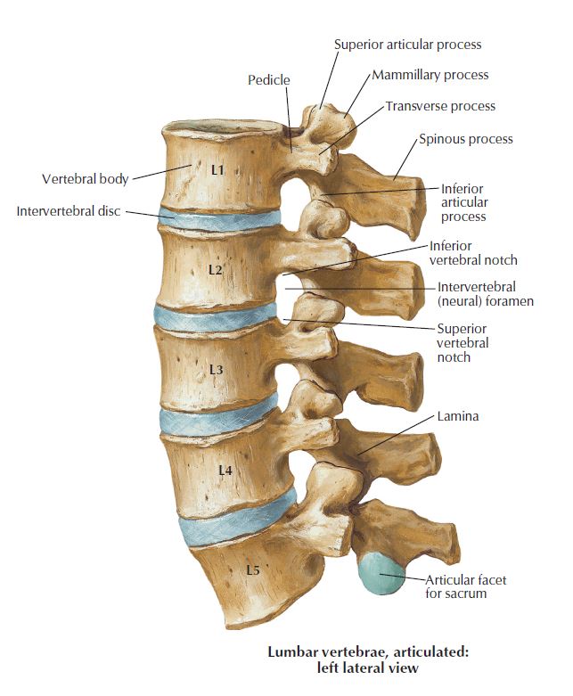 Foraminal stenosis Fredericksburg chiropractor, foraminal stenosis
