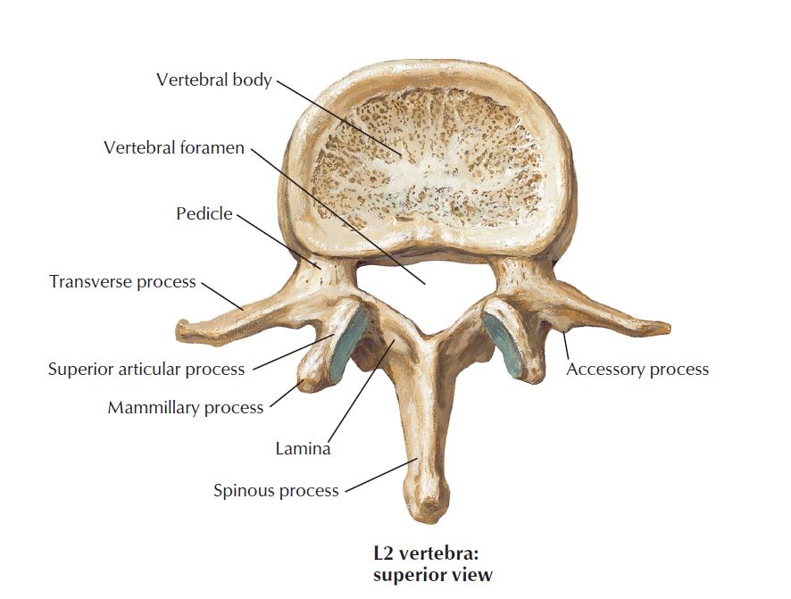 Fredericksburg chiropractor pinched nerve, spinal stenosis