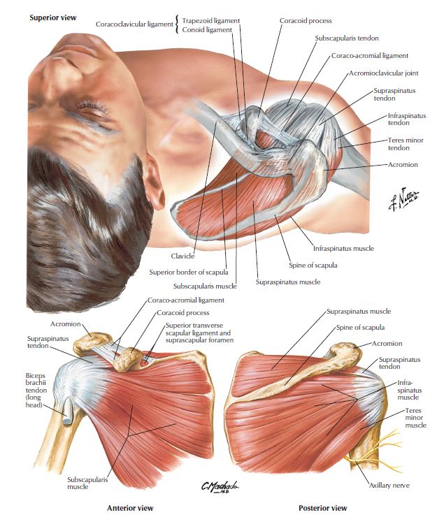 Impingement syndrome of the shoulder. Rotator cuff tear. Fredericksburg chiropractor. chiropractic orthopedist.
