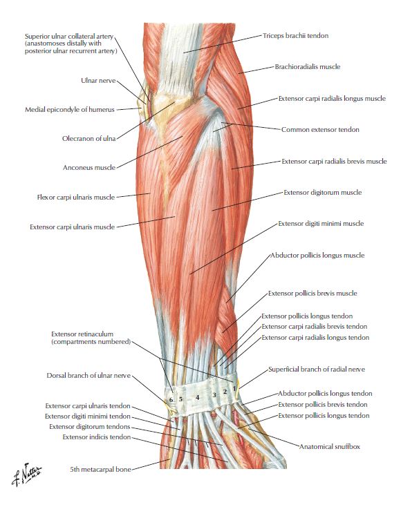 Lateral epicondylitis, tennis elbow, elbow pain, Fredericksburg chiropractor,