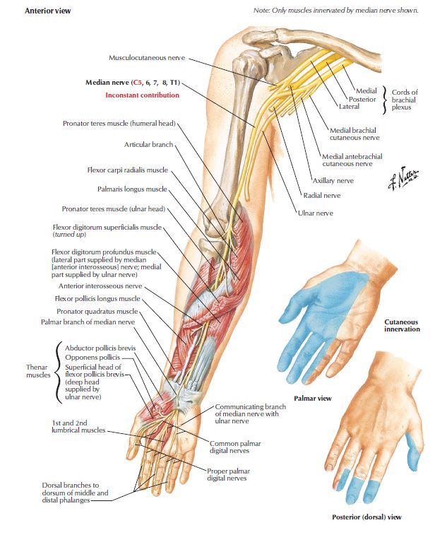 Pinched nerve, chiropractic orthopedist, Fredericksburg chiropractor,