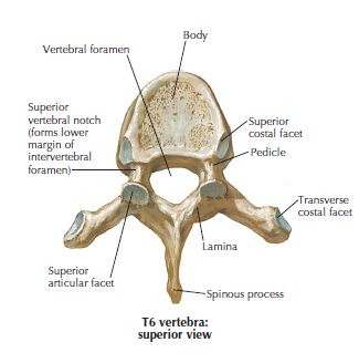 Thoracic vertebra superior view, Fredericksburg chiropractor, spinal stenosis, pinched nerve