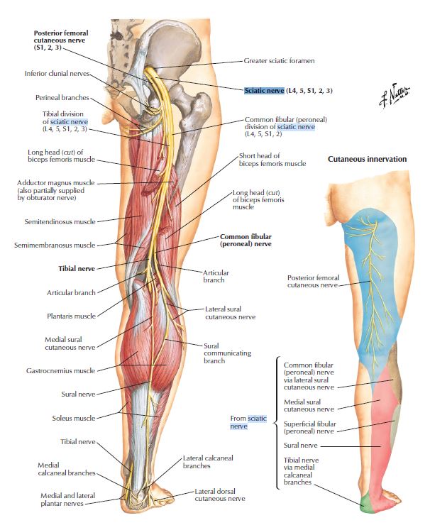 Pattern of sensory changes when the sciatic nerve is injured.